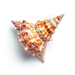 Obraz premium Twin spiral seashell, intricate patterns