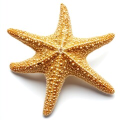 Golden starfish, detailed texture, isolated on white