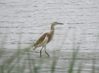 A solitary heron wades through shallow water amidst reeds