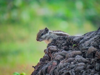 Alert squirrel pauses on a textured tree trunk with a soft green background