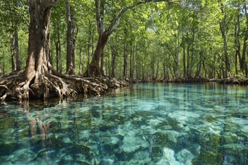 Crystal-clear mangrove lagoon. Lush trees & roots