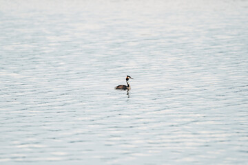 Duck Swimming on a Lake