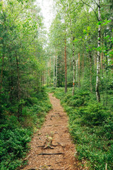 Swedish Forest Nature Landscape