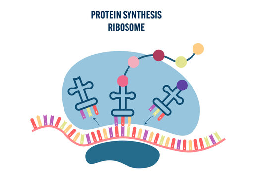 Protein synthesis ribosome illustration biology diagram molecular biology educational infographic science cell translation process academic classroom study textbook school teaching resource vector
