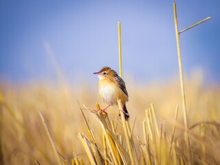 Small brown bird perched on dry grass stalks against a blue sky