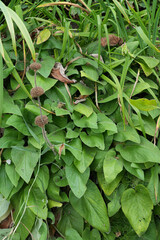 Lush garden foliage featuring diverse plant textures and shades of green, creating a vibrant, natural backdrop.