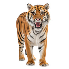Obraz premium Majestic tiger roaring isolated on transparent background