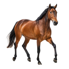 Naklejka premium Graceful brown horse isolated on transparent background
