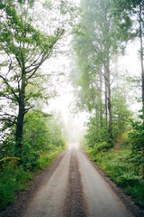 Fototapeta premium Swedish Forest Nature Landscape