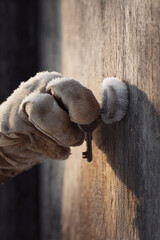 Obraz premium A frosted gloved hand holds a key to unlock a rustic wooden door. Symbolizes opportunity, access, winter, security, or home. Great for concepts about real estate or challenges.