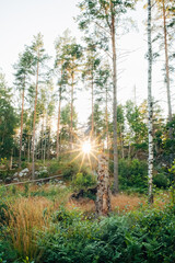 Sunset in the Swedish Wilderness