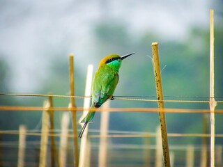 Vibrant green bee eater perched on a wire amidst natural surroundings