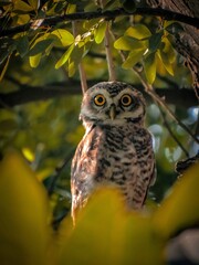 A spotted owl perches camouflaged among lush green and yellow foliage