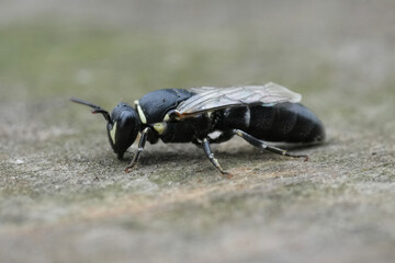 Closeup on a Large Yellow-face Bee, Hylaeus signatus on wood