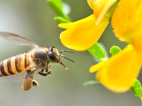 Close up of honeybee sucking flower nectar, honeybee flying around the flower,asian honey bee (apis cerana)