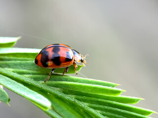 Close up of VARIABLE LADYBIRD BEETLE (Coelophora inaequalis) 