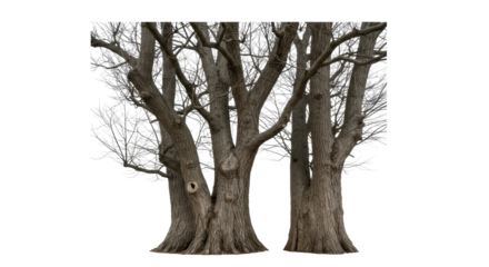 Two mature deciduous trees with textured trunks and bare branches, standing side-by-side on a transparent studio background with copy space, soft lighting, concept of enduring strength and growth