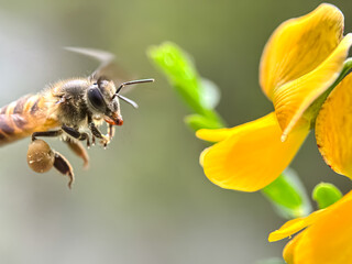Close up of honeybee sucking flower nectar, honeybee flying around the flower,asian honey bee (apis cerana)