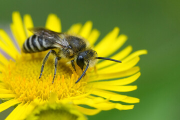 Closeup on a plasterer bee, Colletes daviesanus group on a common or meadow false fleabane flower