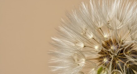 Dandelion Wishes: A Delicate Macro Study
