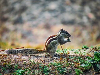 Indian palm squirrel standing upright eating a nut on a log