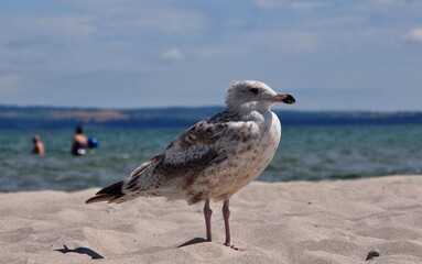 Möwen am Strand