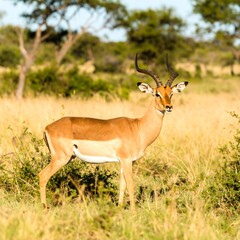 Fototapeta premium Antelope in grassy savanna