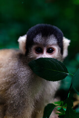 singe 