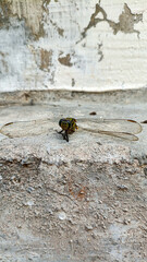 A dead dragonfly. A dragonfly surrounded by ants. An incomplete dragonfly body. Photos taken from several angles.