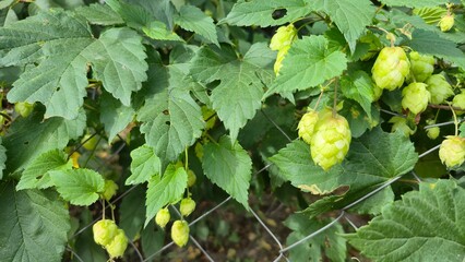hops plant green
