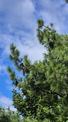 pine tree with huge cones