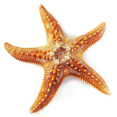 A starfish, orange-brown, spiky, on white