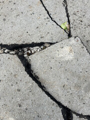 Obraz premium A close-up of a shattered gray concrete slab with a single green leaf caught in one of the jagged cracks, revealing a darker, gravel-filled fissure below. This image captures the contrast between man-