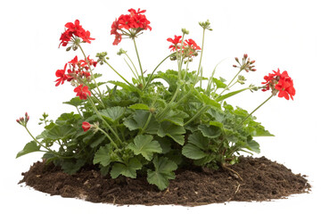 Cutout flowering bush isolated on transparent background. Red rose shrub for landscaping or garden design
