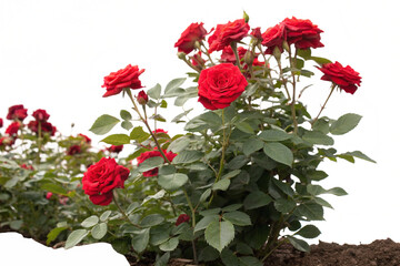 Cutout flowering bush isolated on transparent background. Red rose shrub for landscaping or garden design
