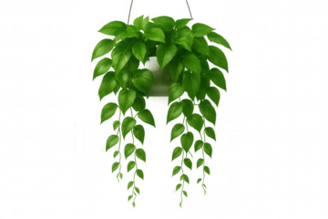Lush green plant cascading from a hanging pot, isolated on a transparent background, adds a touch of nature to any design