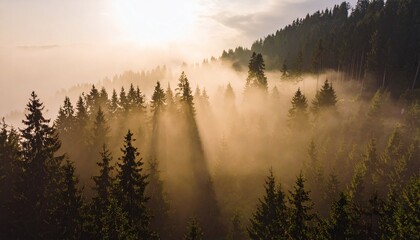 Fototapeta premium misty forest