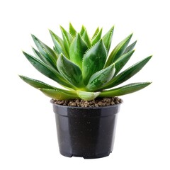 A vibrant green succulent plant in a black pot, isolated on a white background.  The succulent's rosette of leaves displays a deep green hue with subtle variations, 
