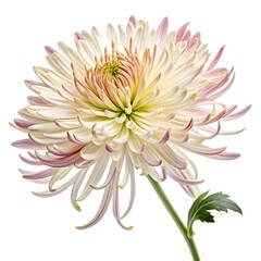 Obraz premium Spider Mum Dramatic Bloom with Long Spiky Petals and Bold Botanical Elegance Captured in Minimalist Still Life on Pure White Background for Decorative and Seasonal Floral Stock Photography