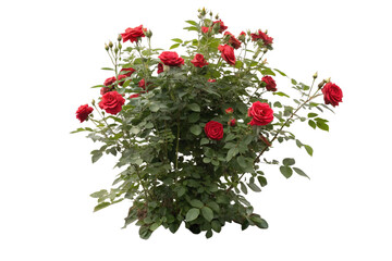 Cutout flowering bush isolated on transparent background. Red rose shrub for landscaping or garden design
