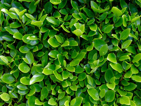 A dense cluster of Eugenia myrtifolia leaves fills the frame. The light green leaves are glossy and healthy, creating a lush and vibrant texture. Natural sunlight shines through the leaves.