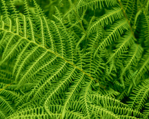 A captivating image of a fern's intricate leaf pattern. Lush, green, and perfect for spring or summer projects.