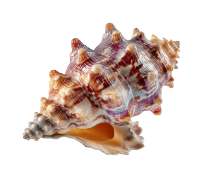Collecting unique seashells at the beach coastal nature viewpoint isolated on transparent background, png