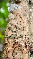 Obraz premium Ants crawling on a tree trunk