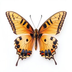 Fototapeta premium Close-up of a winged butterfly, orange and black