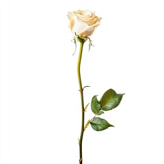 A single, creamy-white rose, stem, and leaves against a pure white background.  The rose is a full bloom, with delicate petals, and a long, slender stem extending upward.  Two leaves.