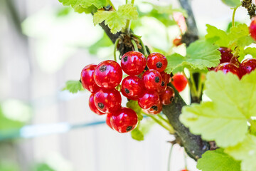 Fresh red currants hanging from a green leafy branch, showcasing vibrant colors and natural beauty, perfect for culinary use or gardening inspiration