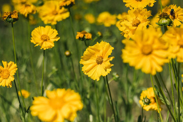 Golden Coreopsis flowers in sunlight display intricate details and fresh petals, creating a warm, bright, and joyful natural scene.