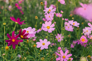 Soft pink cosmos petals stand out against lush green leaves, creating a calming natural display in the garden.