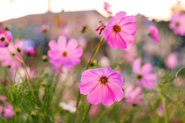 Cosmos blossoms and green leaves unite in a vibrant field, offering a peaceful and colorful glimpse of nature.